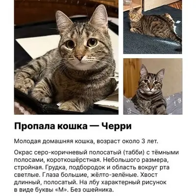 Пропала кошка Черри, без места