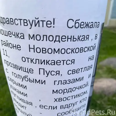 Пропала кошка, улица Новомосковская