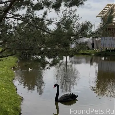 Пропал чёрный лебедь, деревня Снарево