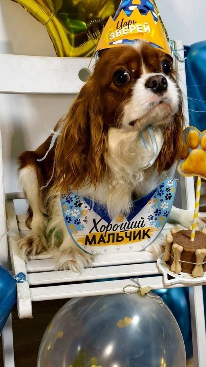 Пропал кавалер кинг чарльз спаниель Лео, СДТ «Никитинское»