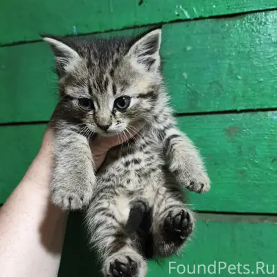 Найден котёнок, улица Ленина