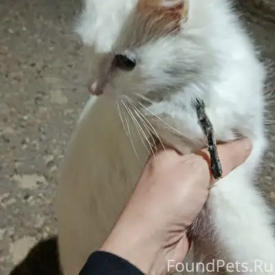 Найдена кошка, Рижская, д. 7