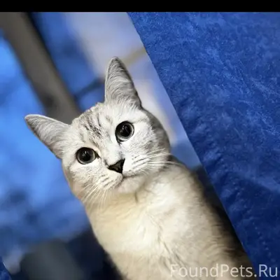 Пропала кошка, посёлок Подгорный
