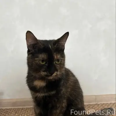 Пропала кошка, район коробки