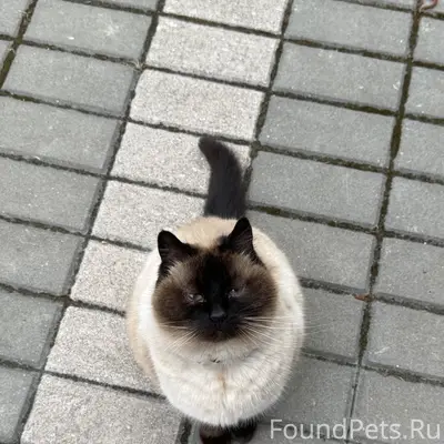 Пропала кошка