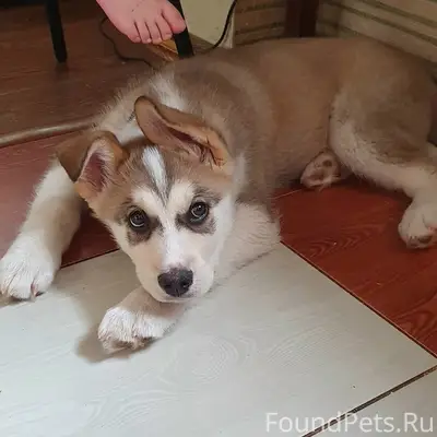 Пропала собака, сквер семьи