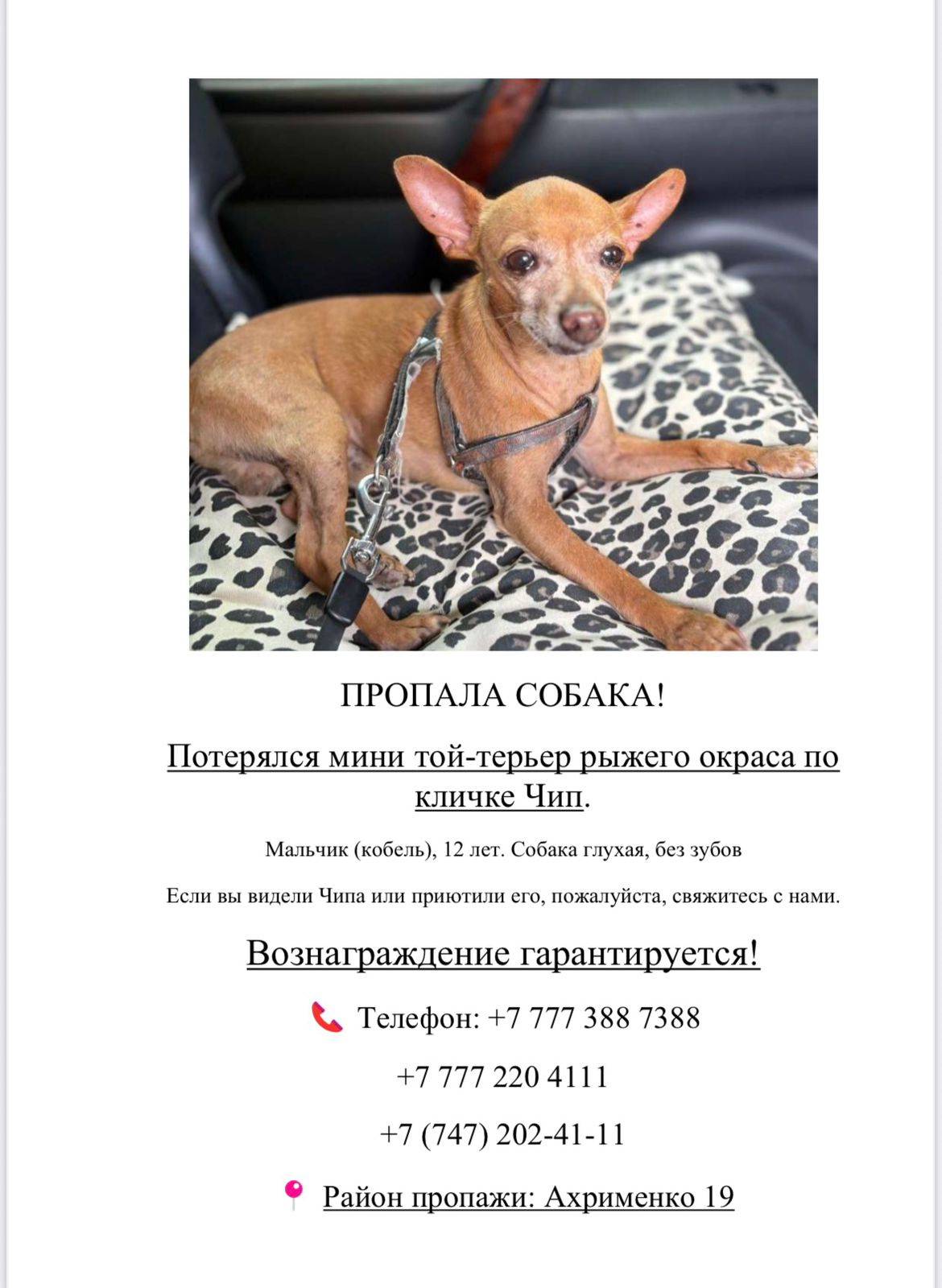 Пропала собака 