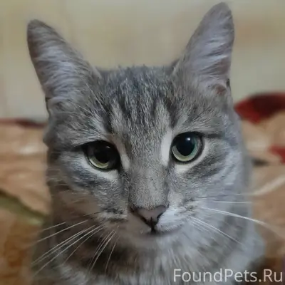 Пропал кот, может хромать, район Авангарда