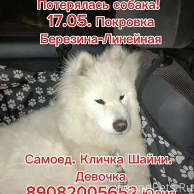 Пропала собака, район Покровки