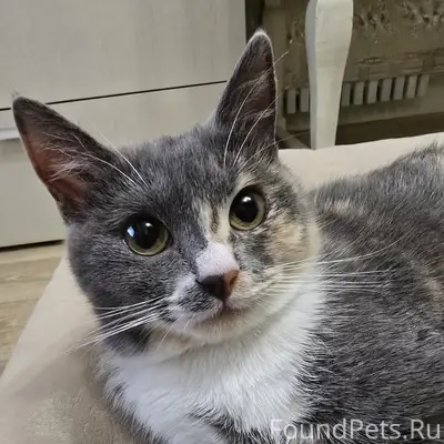 Пропала кошка, Северный микрорайон