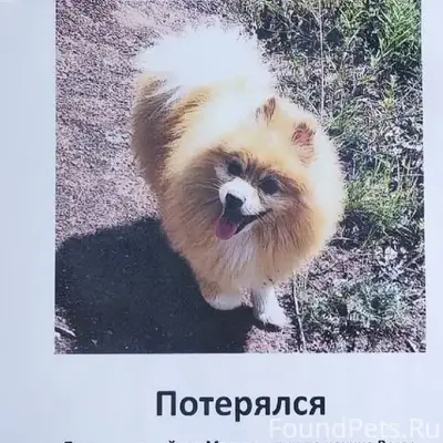 Пропал домашний питомец, Мазули