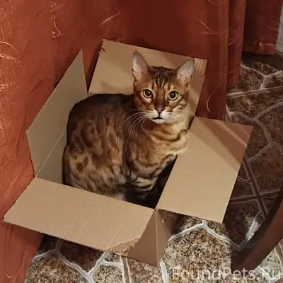Пропал бенгал, район г. Сельцо
