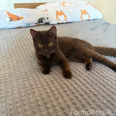 Пропала кошка, 12 мкр