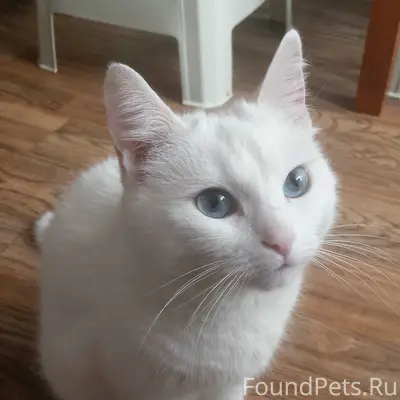Пропала кошка, с. Мякса