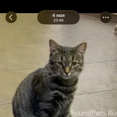 Пропала кошка 