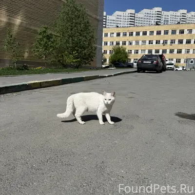 Замечена кошка