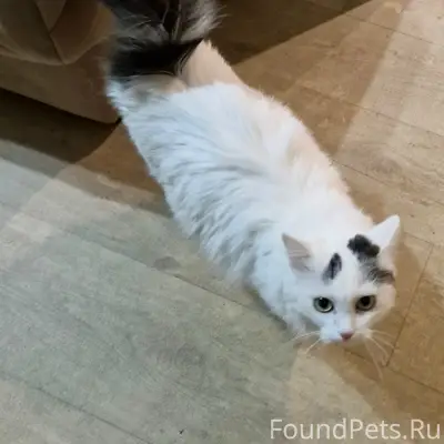 Пропала кошка, д. Подмошье, п. Горшково