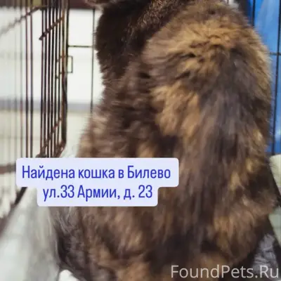 Найдена кошка, стерилизованная, ласковый характер