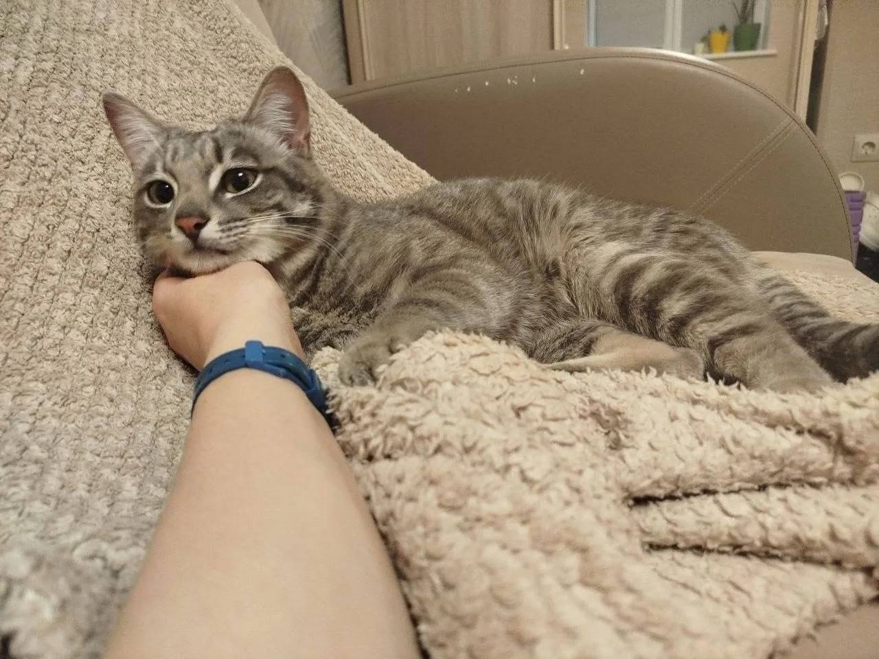 Найден котик, ищет дом