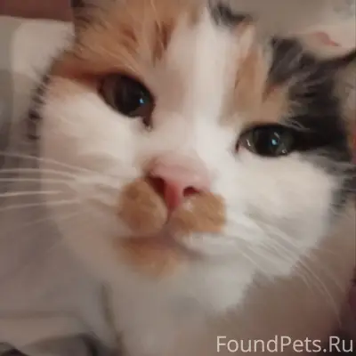 Пропала кошка, район тусма