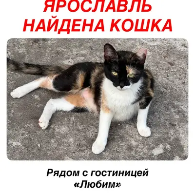 Найдена кошка, Ярославль, Тропинская улица