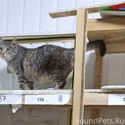 Пропала кошка Муся, район Универмага