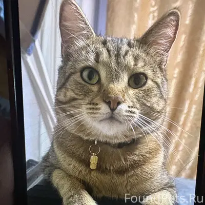 Пропал кот в синем ошейнике