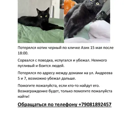 Пропал кот, Суворовский
