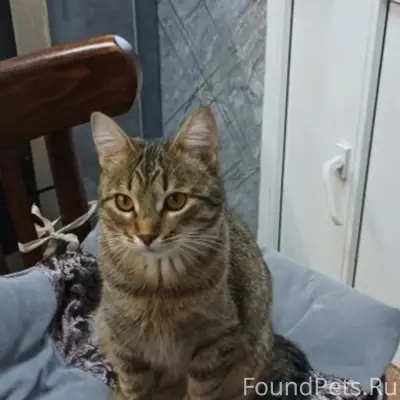 Пропала кошка, П. Юрьевец