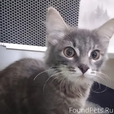 Найден котёнок, территория школы 4