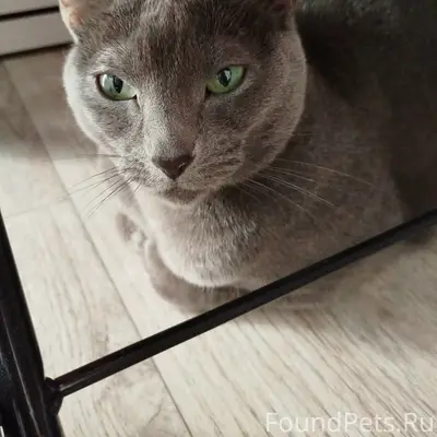 Пропала кошка Тая, Ревда