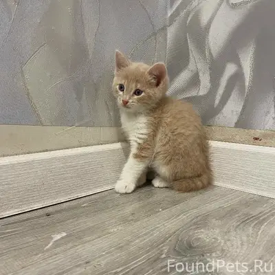 Пропал котёнок, 9 января 179
