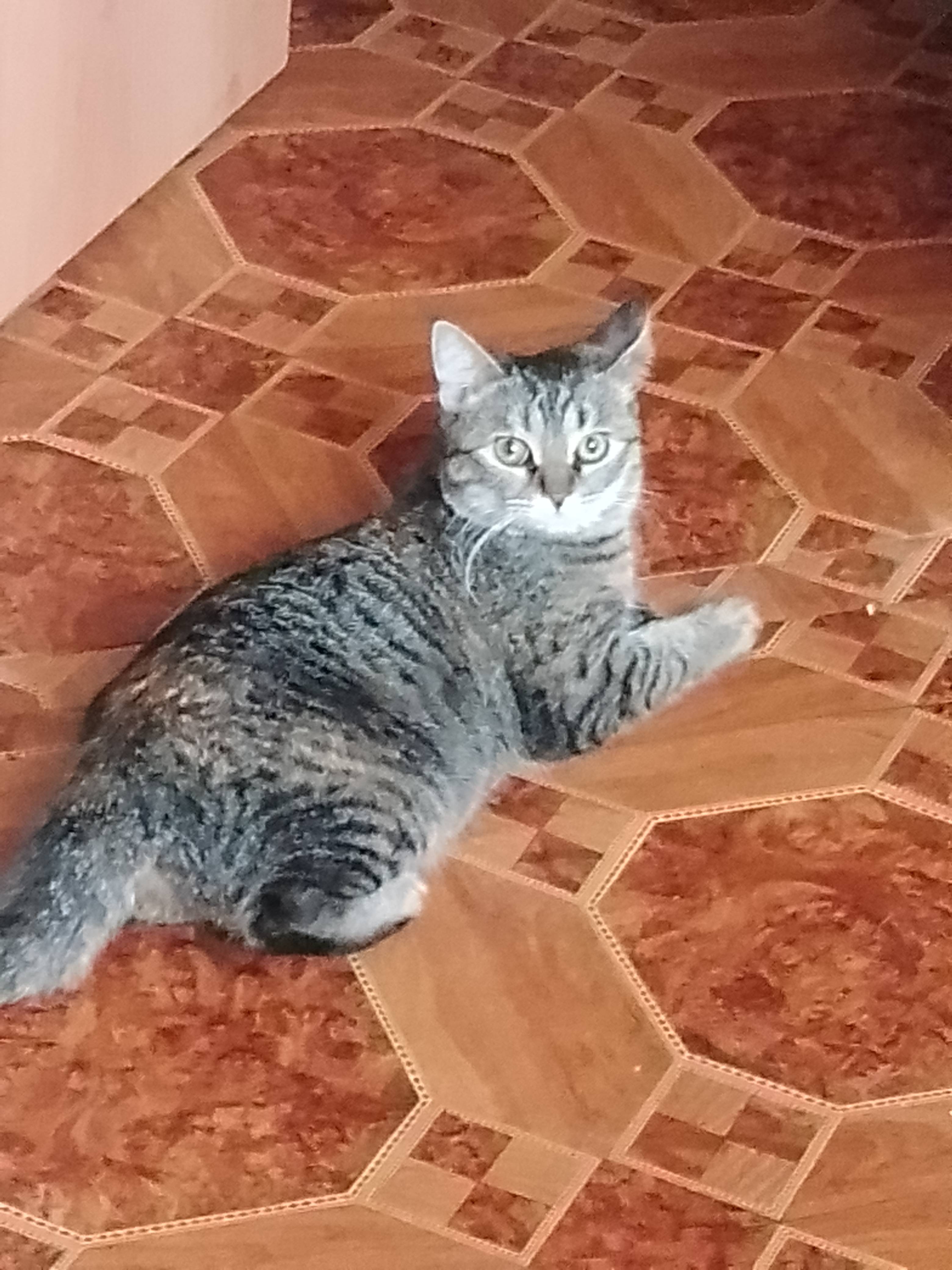 Пропала кошечка