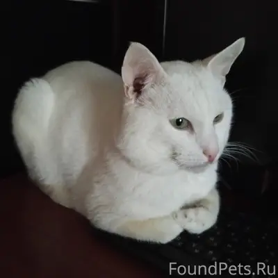 ПРОПАЛ КОТ
