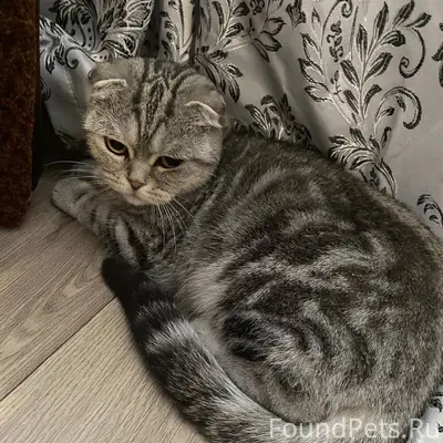 Пропала кошка Адель