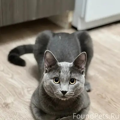 Пропал кот, улица Андропова д. 69