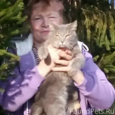 Пропал кот Фунтик