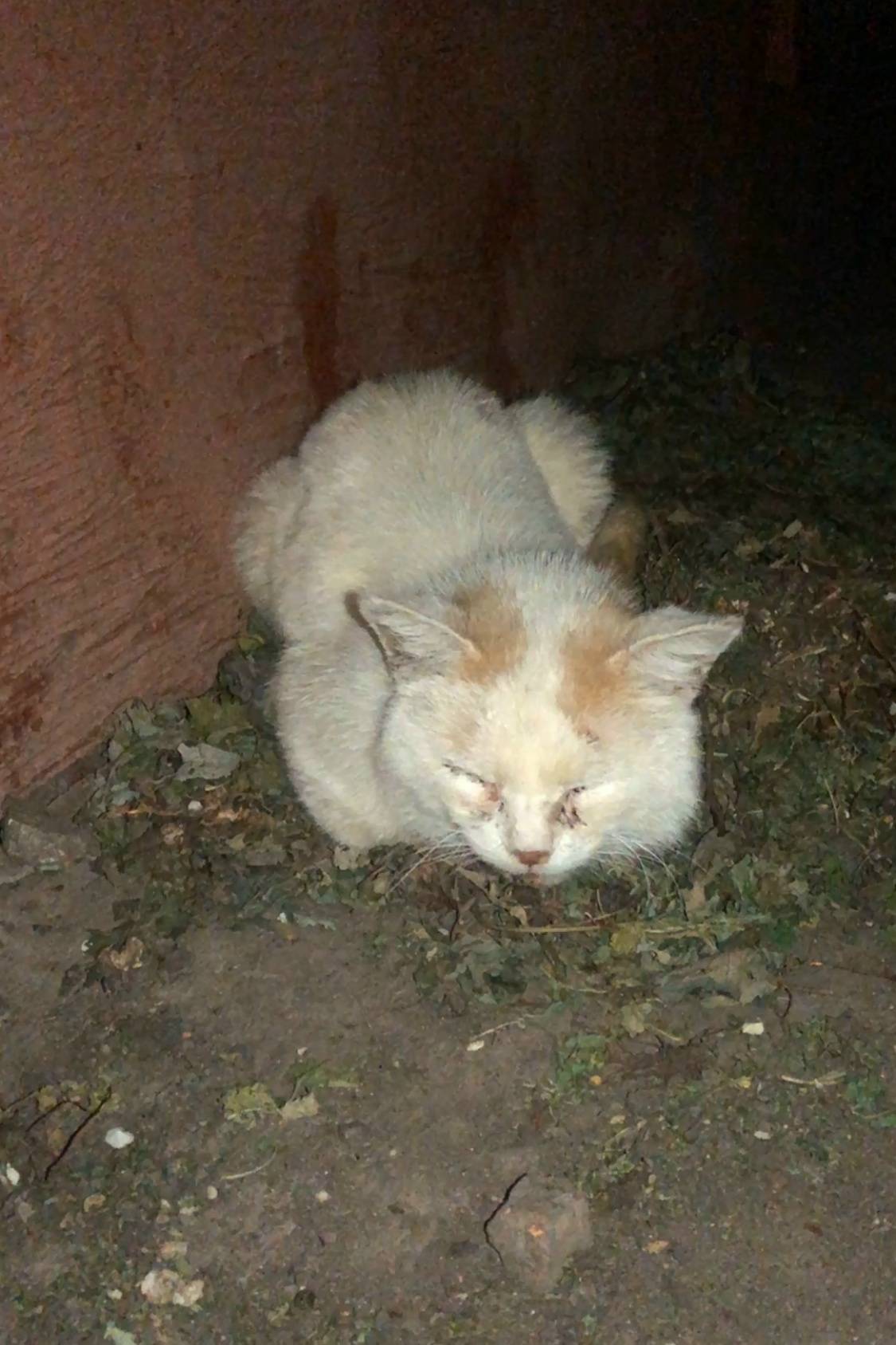 Пропал кот Беляш, ул. Степанова 52