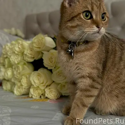 Пропала кошка Лея, г. Тамбов