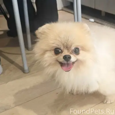 Пропал шпиц Михаил, ул. Западная