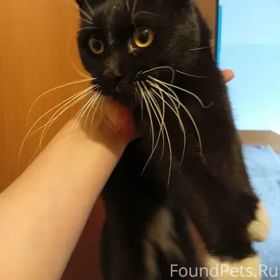 Найден кот, Салмышская 46