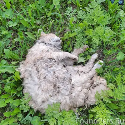 Найдена рыже-белая кошечка, ФМК