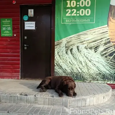 Найден пёс, возле 3й бани