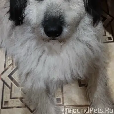 Пропал пёс Умка, Октябрьский проспект