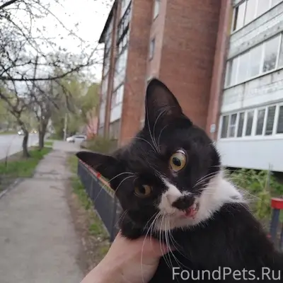 Найдена кошка, район бульвара Гагарина