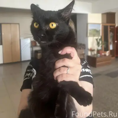 Найдена чёрная кошка, ул. Труда