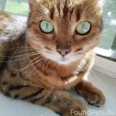 Пропала бенгальская кошка Алиса, Тула