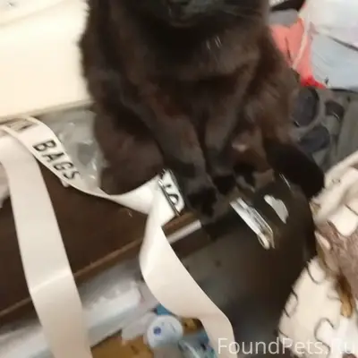 Пропала кошка Принцесса, Новочебоксарск