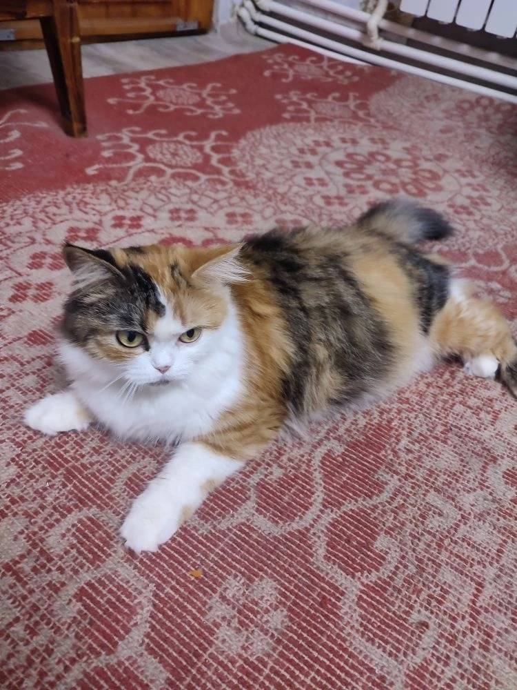 Пропала кошка, район Райсоюза