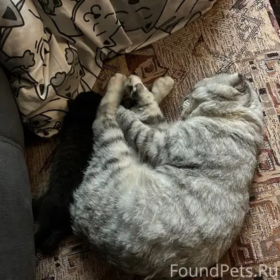 Пропал вислоухий кот, район улицы Мира